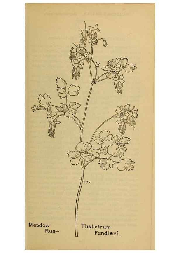 Reproducción/Reproduction 46852847311: Field book of western wild flowers /. New York :Putnam,1915.. 