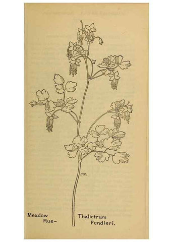 Reproducción/Reproduction 46852847311: Field book of western wild flowers /. New York :Putnam,1915.. 