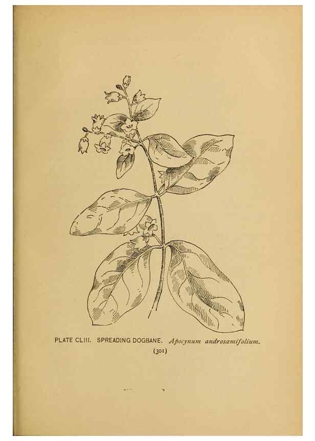 Reproducción/Reproduction 45938223495: A guide to the wild flowers.. New York,F. A. Stokes[1899]. 