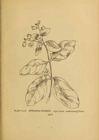 Reproducción/Reproduction 45938223495: A guide to the wild flowers.. New York,F. A. Stokes[1899]. 