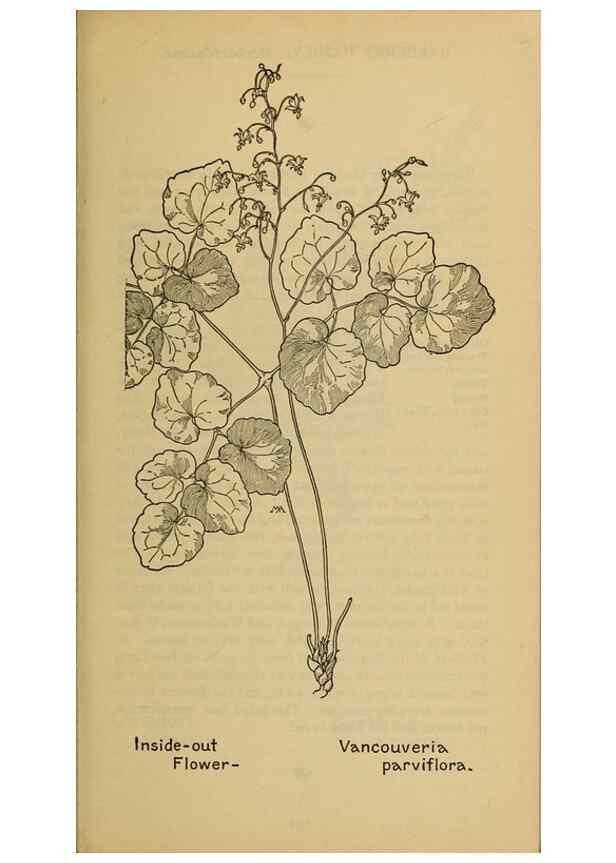 Reproducción/Reproduction 45938223505: Field book of western wild flowers /. New York :Putnam,1915.. 