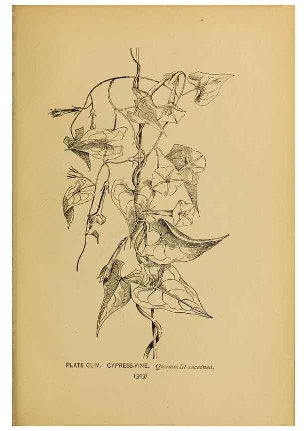 Reproducción/Reproduction 46800790882: A guide to the wild flowers.. New York,F. A. Stokes[1899]. 