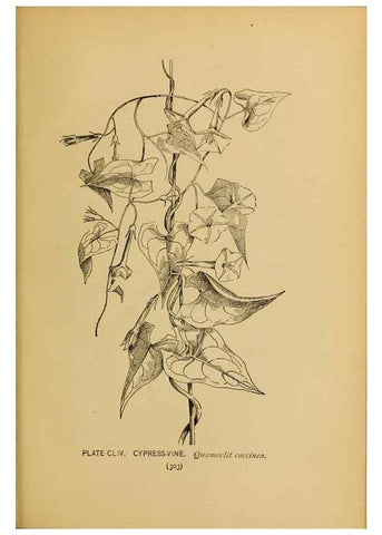 Reproducción/Reproduction 46800790882: A guide to the wild flowers.. New York,F. A. Stokes[1899]. 