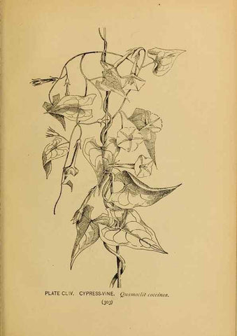 Reproducción/Reproduction 46800790882: A guide to the wild flowers.. New York,F. A. Stokes[1899]. 