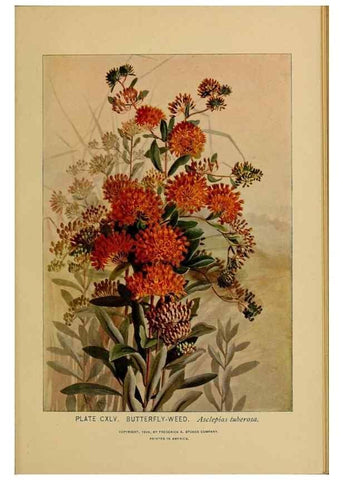 Reproducción/Reproduction 46852841071: A guide to the wild flowers.. New York,F. A. Stokes[1899]. 