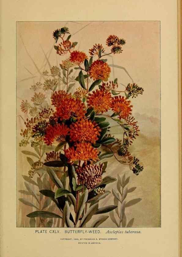 Reproducción/Reproduction 46852841071: A guide to the wild flowers.. New York,F. A. Stokes[1899]. 