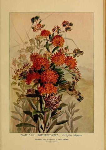 Reproducción/Reproduction 46852841071: A guide to the wild flowers.. New York,F. A. Stokes[1899]. 