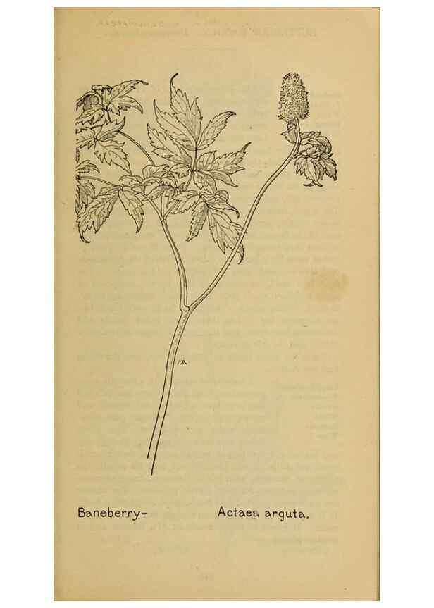 Reproducción/Reproduction 39887925433: Field book of western wild flowers /. New York :Putnam,1915.. 