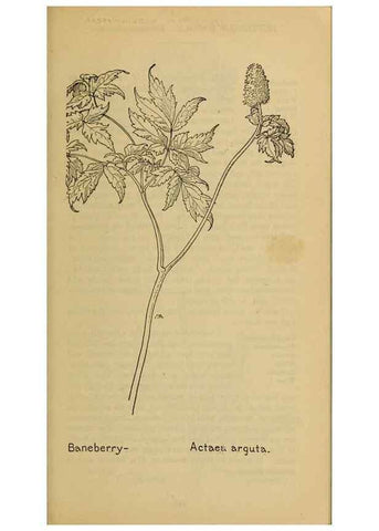 Reproducción/Reproduction 39887925433: Field book of western wild flowers /. New York :Putnam,1915.. 