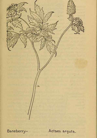 Reproducción/Reproduction 39887925433: Field book of western wild flowers /. New York :Putnam,1915.. 