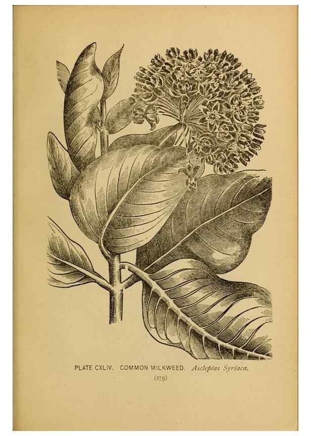 Reproducción/Reproduction 46852840201: A guide to the wild flowers.. New York,F. A. Stokes[1899]. 