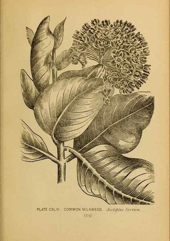 Reproducción/Reproduction 46852840201: A guide to the wild flowers.. New York,F. A. Stokes[1899]. 
