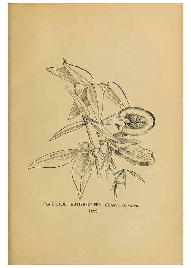 Reproducción/Reproduction 31911539567: A guide to the wild flowers.. New York,F. A. Stokes[1899]. 