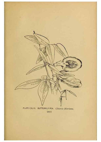 Reproducción/Reproduction 31911539567: A guide to the wild flowers.. New York,F. A. Stokes[1899]. 