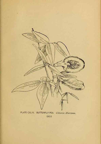 Reproducción/Reproduction 31911539567: A guide to the wild flowers.. New York,F. A. Stokes[1899]. 
