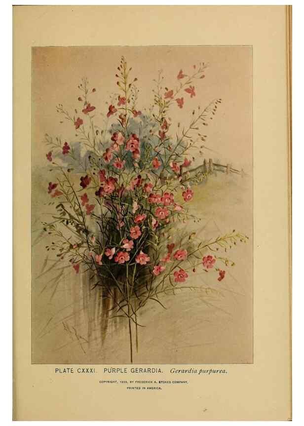 Reproducción/Reproduction 45938208915: A guide to the wild flowers.. New York,F. A. Stokes[1899]. 