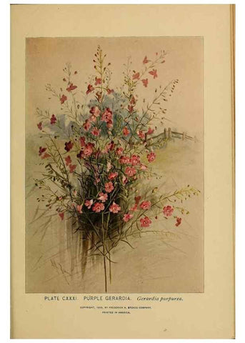 Reproducción/Reproduction 45938208915: A guide to the wild flowers.. New York,F. A. Stokes[1899]. 