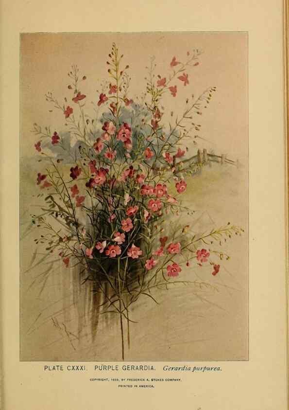 Reproducción/Reproduction 45938208915: A guide to the wild flowers.. New York,F. A. Stokes[1899]. 