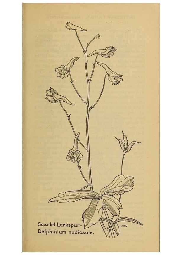 Reproducción/Reproduction 46852826851: Field book of western wild flowers /. New York :Putnam,1915.. 