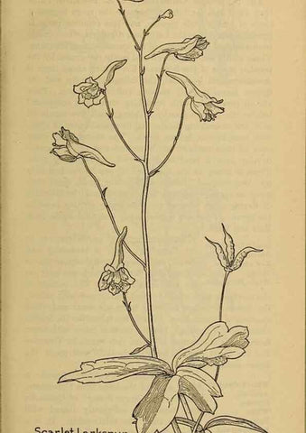 Reproducción/Reproduction 46852826851: Field book of western wild flowers /. New York :Putnam,1915.. 
