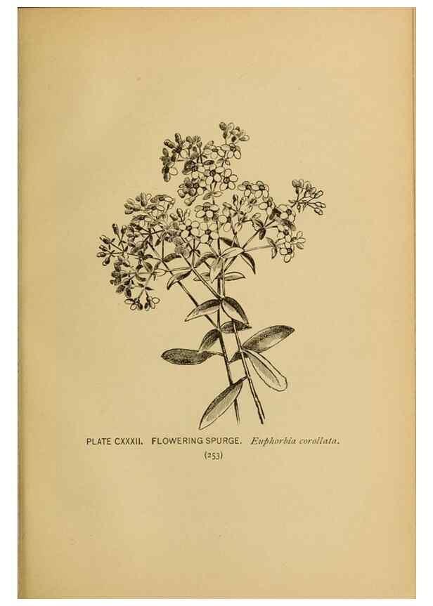 Reproducción/Reproduction 46127768014: A guide to the wild flowers.. New York,F. A. Stokes[1899]. 