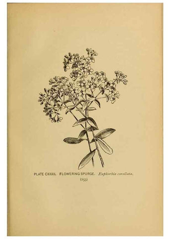 Reproducción/Reproduction 46127768014: A guide to the wild flowers.. New York,F. A. Stokes[1899]. 