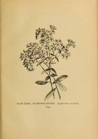 Reproducción/Reproduction 46127768014: A guide to the wild flowers.. New York,F. A. Stokes[1899]. 