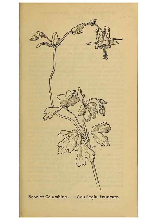 Reproducción/Reproduction 46800775982: Field book of western wild flowers /. New York :Putnam,1915.. 
