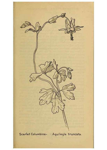 Reproducción/Reproduction 46800775982: Field book of western wild flowers /. New York :Putnam,1915.. 