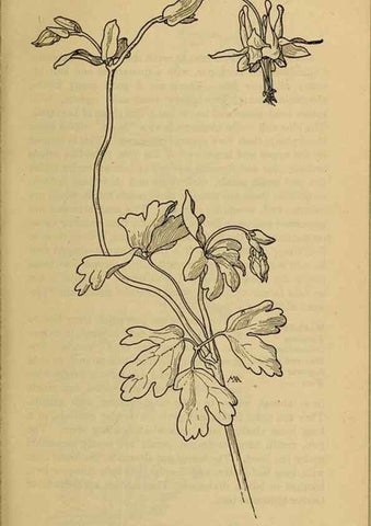 Reproducción/Reproduction 46800775982: Field book of western wild flowers /. New York :Putnam,1915.. 