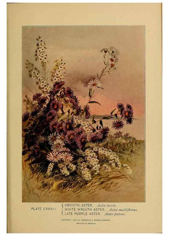 Reproducción/Reproduction 46852828641: A guide to the wild flowers.. New York,F. A. Stokes[1899]. 