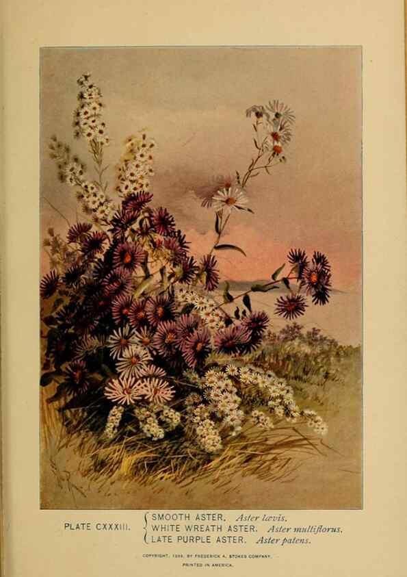 Reproducción/Reproduction 46852828641: A guide to the wild flowers.. New York,F. A. Stokes[1899]. 