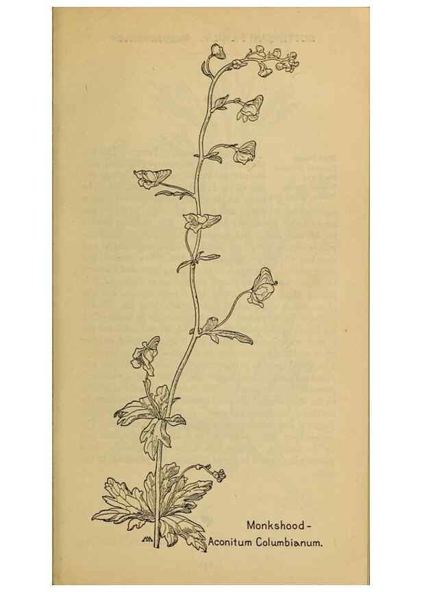 Reproducción/Reproduction 32977444908: Field book of western wild flowers /. New York :Putnam,1915.. 