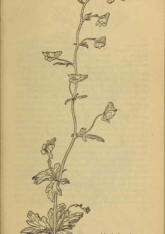 Reproducción/Reproduction 32977444908: Field book of western wild flowers /. New York :Putnam,1915.. 