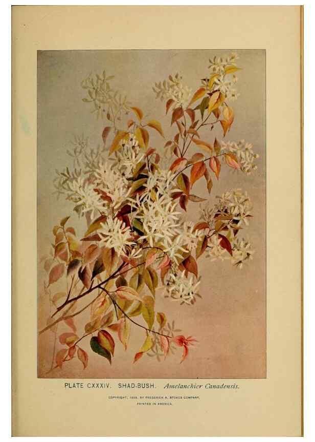 Reproducción/Reproduction 46852830241: A guide to the wild flowers.. New York,F. A. Stokes[1899]. 