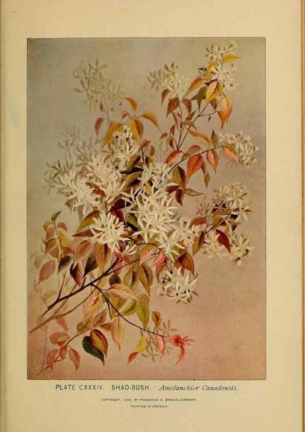 Reproducción/Reproduction 46852830241: A guide to the wild flowers.. New York,F. A. Stokes[1899]. 