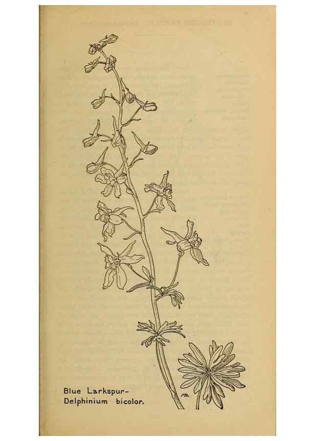 Reproducción/Reproduction 39887914503: Field book of western wild flowers /. New York :Putnam,1915.. 
