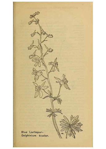 Reproducción/Reproduction 39887914503: Field book of western wild flowers /. New York :Putnam,1915.. 