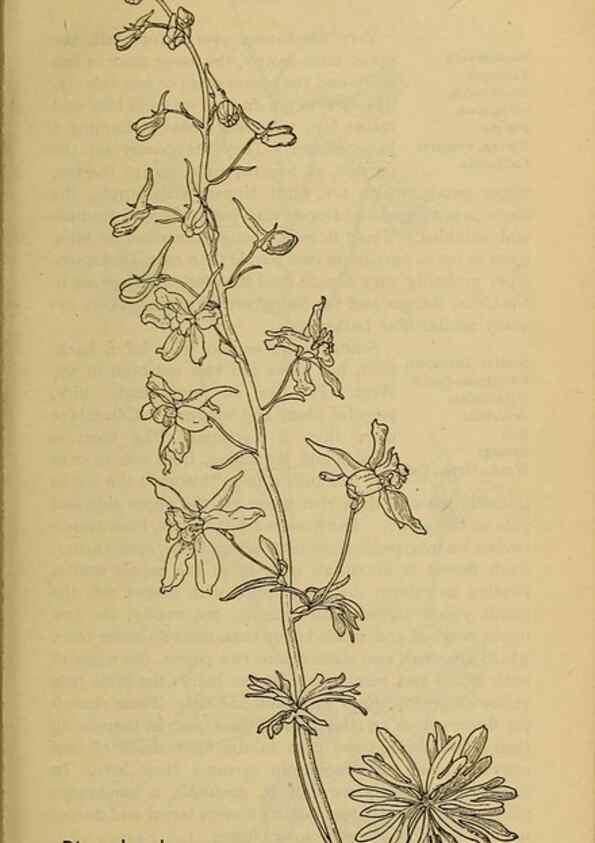 Reproducción/Reproduction 39887914503: Field book of western wild flowers /. New York :Putnam,1915.. 