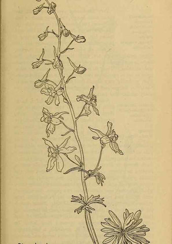 Reproducción/Reproduction 39887914503: Field book of western wild flowers /. New York :Putnam,1915.. 