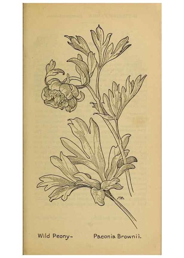 Reproducción/Reproduction 46852831061: Field book of western wild flowers /. New York :Putnam,1915.. 