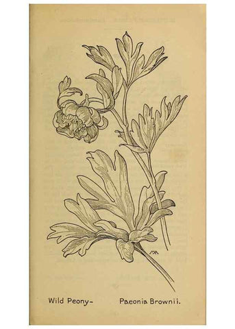 Reproducción/Reproduction 46852831061: Field book of western wild flowers /. New York :Putnam,1915.. 