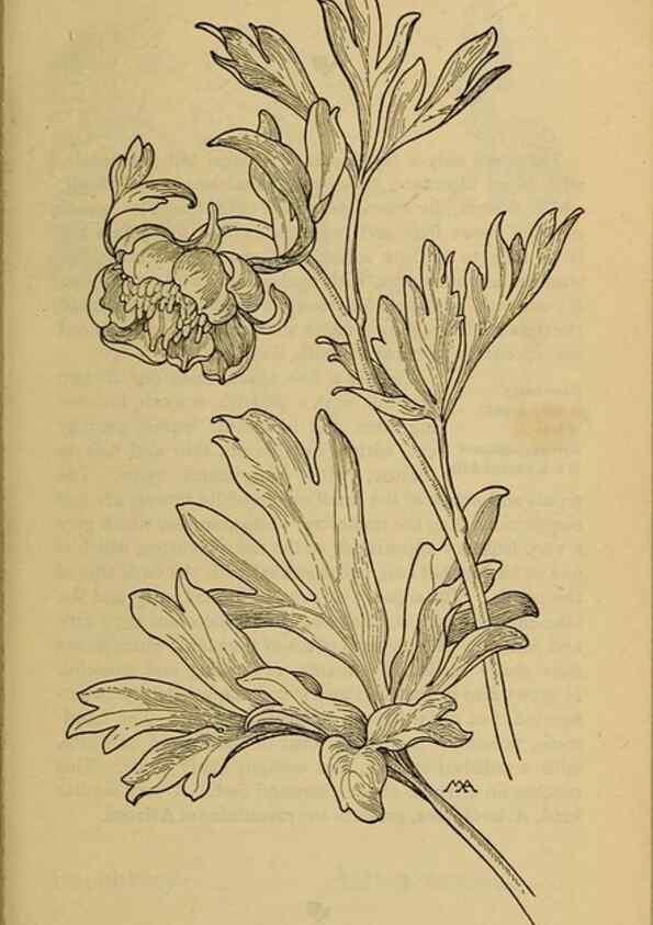 Reproducción/Reproduction 46852831061: Field book of western wild flowers /. New York :Putnam,1915.. 