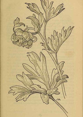 Reproducción/Reproduction 46852831061: Field book of western wild flowers /. New York :Putnam,1915.. 