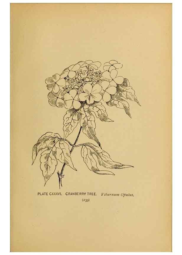 Reproducción/Reproduction 46127771334: A guide to the wild flowers.. New York,F. A. Stokes[1899]. 