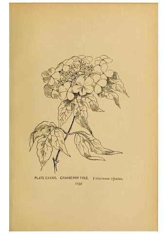 Reproducción/Reproduction 46127771334: A guide to the wild flowers.. New York,F. A. Stokes[1899]. 