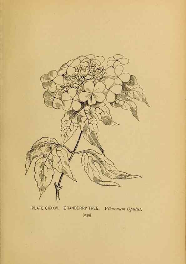 Reproducción/Reproduction 46127771334: A guide to the wild flowers.. New York,F. A. Stokes[1899]. 