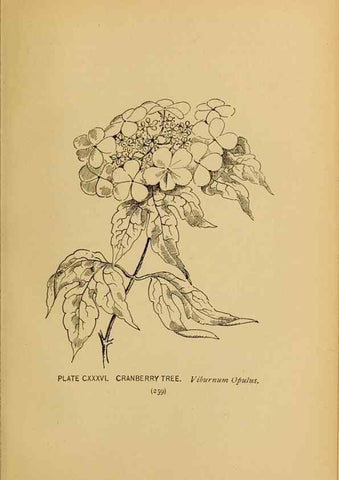 Reproducción/Reproduction 46127771334: A guide to the wild flowers.. New York,F. A. Stokes[1899]. 