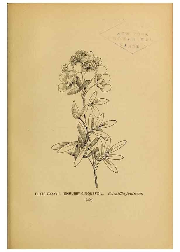 Reproducción/Reproduction 45938212555: A guide to the wild flowers.. New York,F. A. Stokes[1899]. 