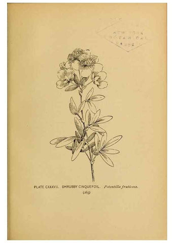 Reproducción/Reproduction 45938212555: A guide to the wild flowers.. New York,F. A. Stokes[1899]. 
